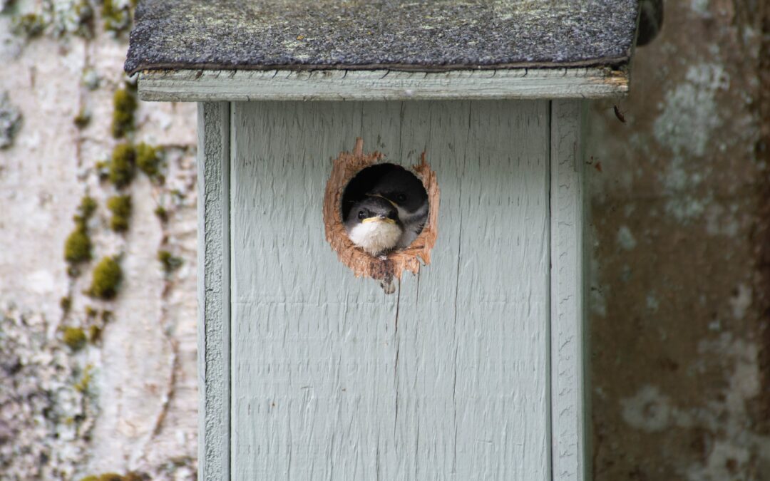 Bird Box: Even the Sparrow has found a home!