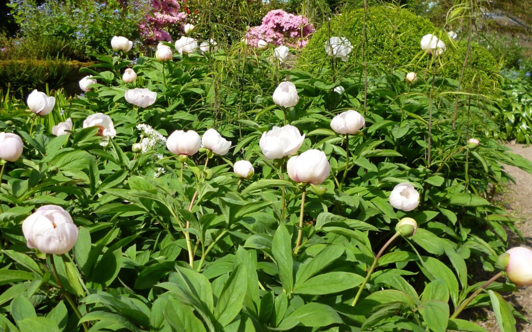 Flowers in a garden